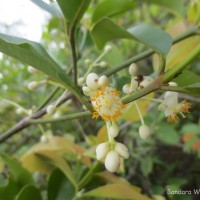 <i>Calophyllum calaba</i>  L.